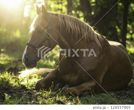 夕陽に包まれた森の中で休む栗毛の馬と穏やかな自然風景 128557905