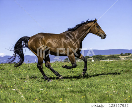 青空の下を駆ける栗毛の馬、大自然を走る躍動感あふれる姿 128557925