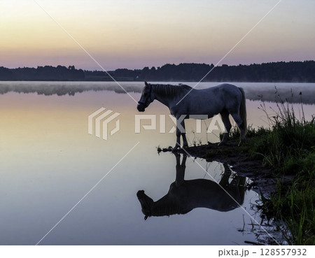 静かな湖畔に佇む白い馬、水面に映る幻想的な夕暮れの風景 128557932
