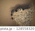 巣の中で大きくなったツバメのヒナたち 128558320
