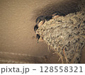 巣の中で大きくなったツバメのヒナたち 128558321