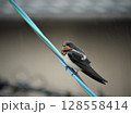 電線に止まるツバメ 128558414