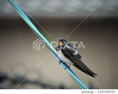 電線に止まるツバメ 128558414