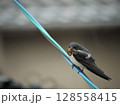 電線に止まるツバメ 128558415