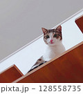 上から見つめる猫 128558735
