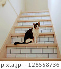 階段を上る猫 128558736