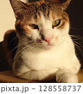 しぶい顔で見つめる猫 128558737