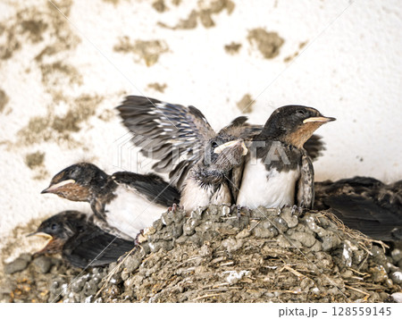 巣立ちの前のツバメの雛達 128559145