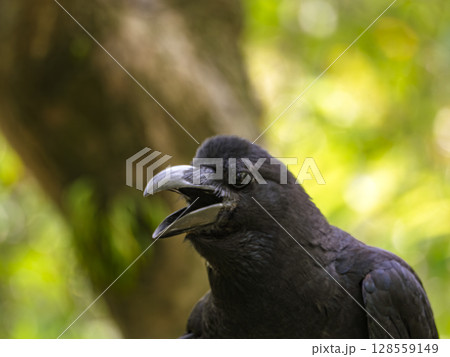 森に響く声｜力強く鳴くカラス 128559149
