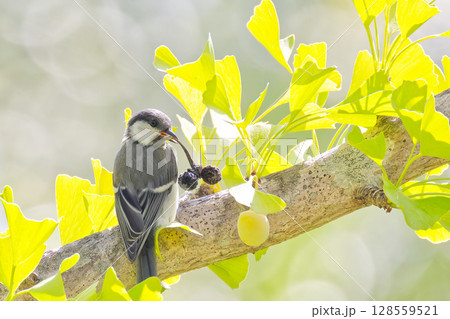 黒くなった銀杏の実を食べようとするシジュウカラ幼鳥 128559521