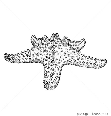 Hand drawn starfish Hand drawn starfish 128559823