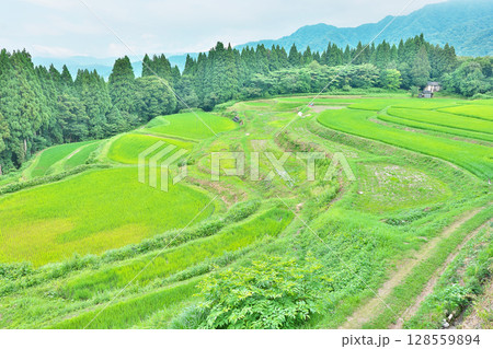 【うへ山の棚田】 兵庫県美方郡香美町小代区貫田 【うへ山の棚田】 兵庫県美方郡香美町小代区貫田 128559894