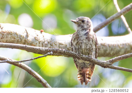 コゲラの幼鳥 128560052