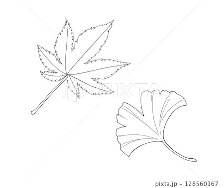 紅葉とイチョウの葉のシンプルな線画イラストセット 128560167