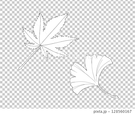 簡單的線條畫插圖集秋葉和銀杏葉 128560167