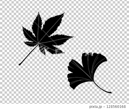 一組黑白秋葉和銀杏葉插圖（有白色邊框） 128560168
