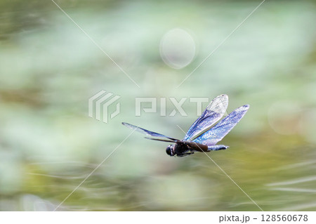池の水面を飛ぶチョウトンボ 池の水面を飛ぶチョウトンボ 128560678