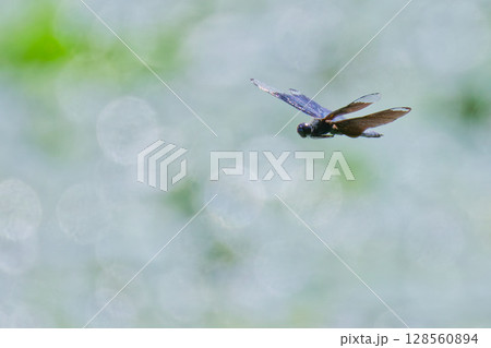飛翔するチョウトンボ 飛翔するチョウトンボ 128560894