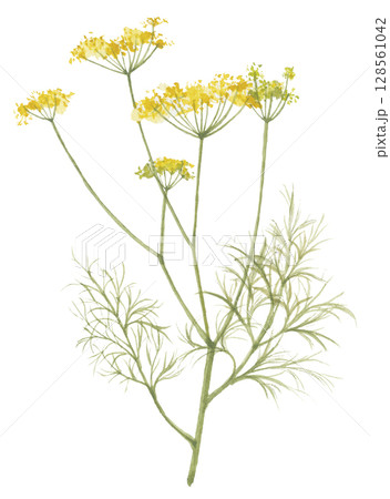 水彩で描いた茴香 ウイキョウ フェンネル 水彩で描いた茴香 ウイキョウ フェンネル 128561042