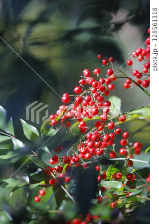 赤い実をつけたナンテン 赤い実をつけたナンテン 128561118