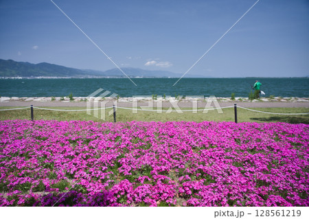 大津湖岸なぎさ公園のシバザクラと琵琶湖1 大津湖岸なぎさ公園のシバザクラと琵琶湖1 128561219