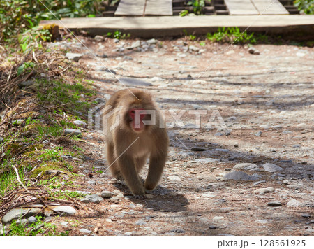春の観光名所上高地の新緑の風景と可愛い日本猿の姿 128561925