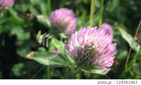 アカツメクサのピンクの花 アカツメクサのピンクの花 128561963