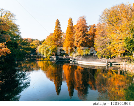 吉祥寺　秋の井の頭公園 128561968