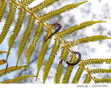 A fern frond displays numerous leaflets, with two coiled fiddleheads, against a bright, out-of-focus background. 128562045