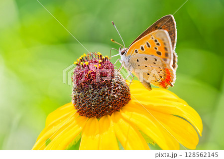 黄色い花に留まるベニシジミ 128562145