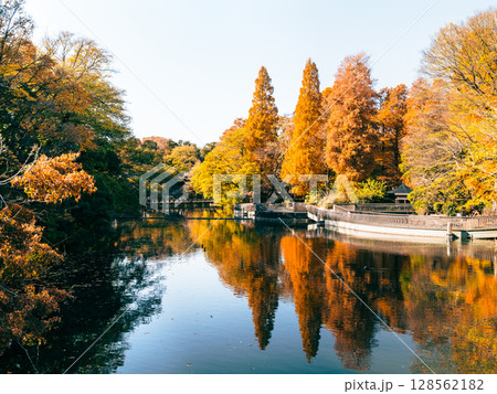 吉祥寺 秋の井の頭公園 吉祥寺 秋の井の頭公園 128562182