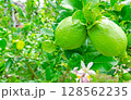 Fresh lemons grown in the garden. 128562235