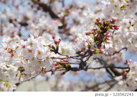 春の日差しを浴びる桜 春の日差しを浴びる桜 128562243