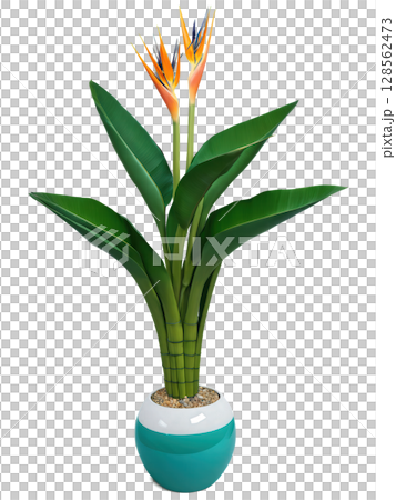 Bird of Paradise (Strelitzia reginae) Large, banana-like green leaves in a tall modern planter, a woven basket pot, or 128562473