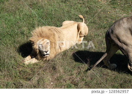 Lion, Grass, Safari - A white lion lies on the grass in a safari park. Lion, Grass, Safari - A white lion lies on the grass in a safari park. 128562957