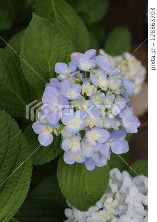 あじさい 紫陽花 あじさい園 あじさい寺 三室戸寺 京都府宇治市 京阪宇治線 花言葉 お寺 梅雨 あじさい 紫陽花 あじさい園 あじさい寺 三室戸寺 京都府宇治市 京阪宇治線 花言葉 お寺 梅雨 128563203