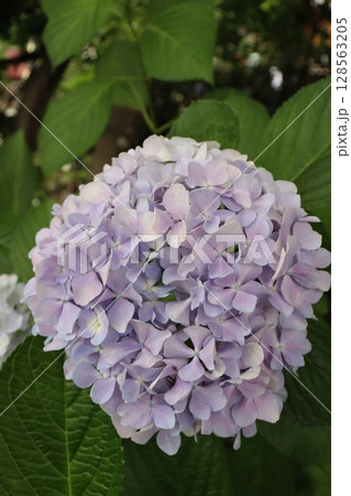 あじさい　紫陽花　あじさい園　あじさい寺　三室戸寺　京都府宇治市　京阪宇治線　花言葉　お寺　梅雨 128563205