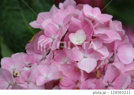 あじさい　紫陽花　あじさい園　あじさい寺　三室戸寺　京都府宇治市　京阪宇治線　花言葉　お寺　梅雨 128563211