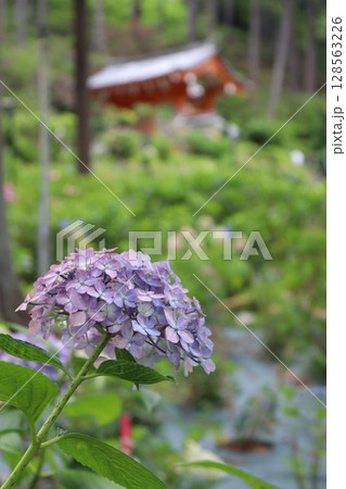 あじさい 紫陽花 あじさい園 あじさい寺 三室戸寺 京都府宇治市 京阪宇治線 花言葉 お寺 梅雨 あじさい 紫陽花 あじさい園 あじさい寺 三室戸寺 京都府宇治市 京阪宇治線 花言葉 お寺 梅雨 128563226