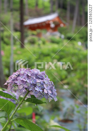 あじさい 紫陽花 あじさい園 あじさい寺 三室戸寺 京都府宇治市 京阪宇治線 花言葉 お寺 梅雨 あじさい 紫陽花 あじさい園 あじさい寺 三室戸寺 京都府宇治市 京阪宇治線 花言葉 お寺 梅雨 128563227