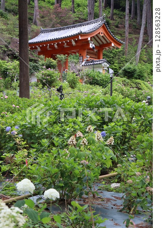 あじさい 紫陽花 あじさい園 あじさい寺 三室戸寺 京都府宇治市 京阪宇治線 花言葉 お寺 梅雨 あじさい 紫陽花 あじさい園 あじさい寺 三室戸寺 京都府宇治市 京阪宇治線 花言葉 お寺 梅雨 128563228