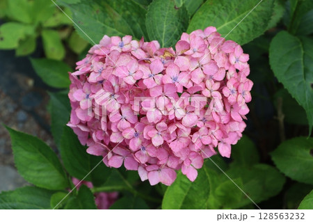 あじさい 紫陽花 あじさい園 あじさい寺 三室戸寺 京都府宇治市 京阪宇治線 花言葉 お寺 梅雨 あじさい 紫陽花 あじさい園 あじさい寺 三室戸寺 京都府宇治市 京阪宇治線 花言葉 お寺 梅雨 128563232