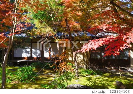 鎌倉 一条恵観山荘の美しい紅葉(神奈川県鎌倉市) 鎌倉 一条恵観山荘の美しい紅葉(神奈川県鎌倉市) 128564108
