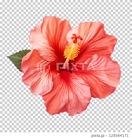 Red hibiscus flower on transparent background 128564171