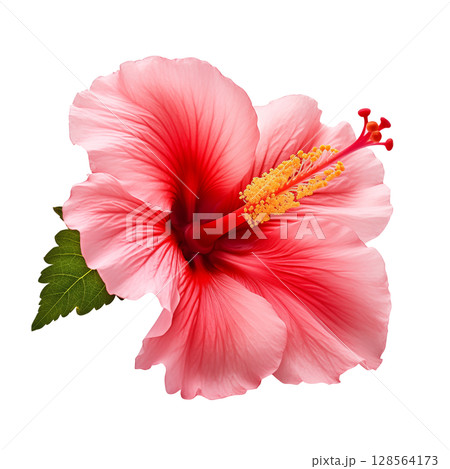 Red hibiscus flower on transparent background Red hibiscus flower on transparent background 128564173