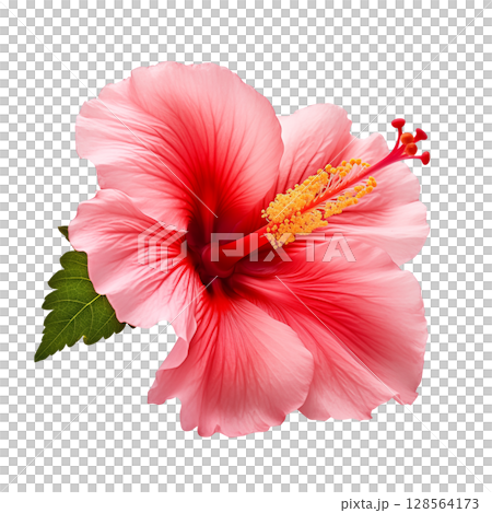 Red hibiscus flower on transparent background Red hibiscus flower on transparent background 128564173