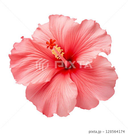 Red hibiscus flower on transparent background Red hibiscus flower on transparent background 128564174