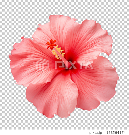 Red hibiscus flower on transparent background Red hibiscus flower on transparent background 128564174
