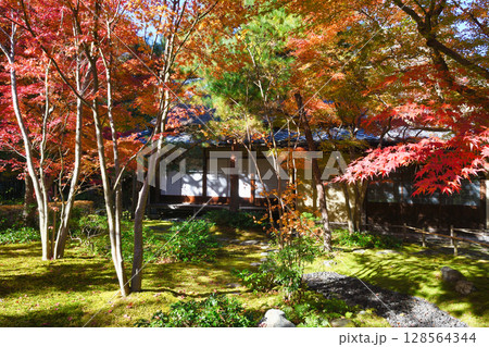 鎌倉　一条恵観山荘の美しい紅葉（神奈川県鎌倉市） 128564344
