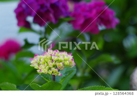 咲きはじめの輝き 128564368